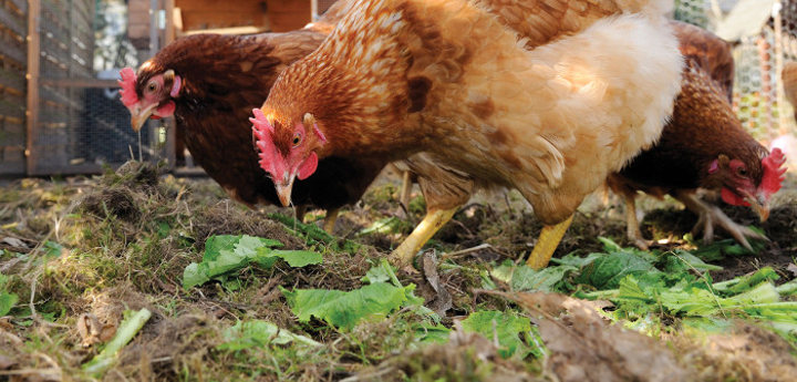 L’alimentation de vos poules