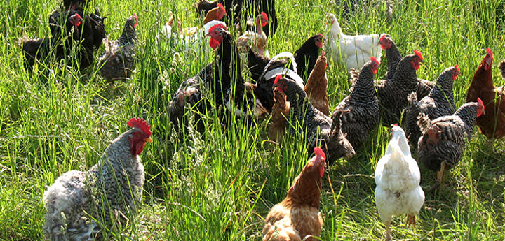 Combien de poules faut-il pour être autonome ?