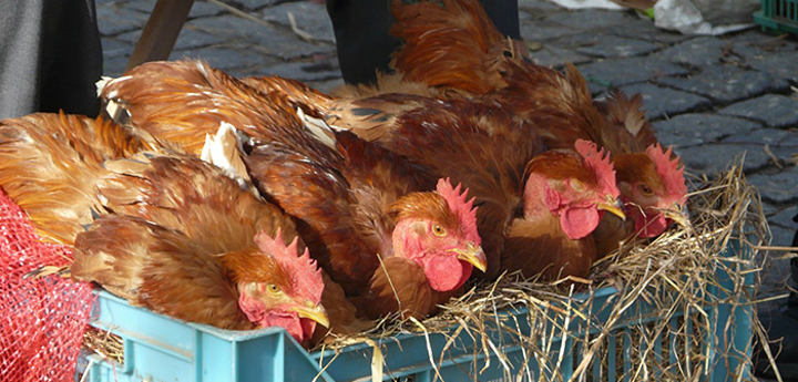 Où acheter vos poules de race ?