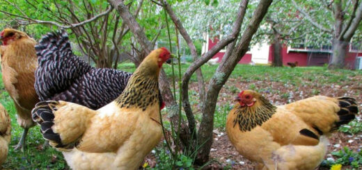 Élevage de poules pondeuses pour une plus grande autonomie alimentaire ?