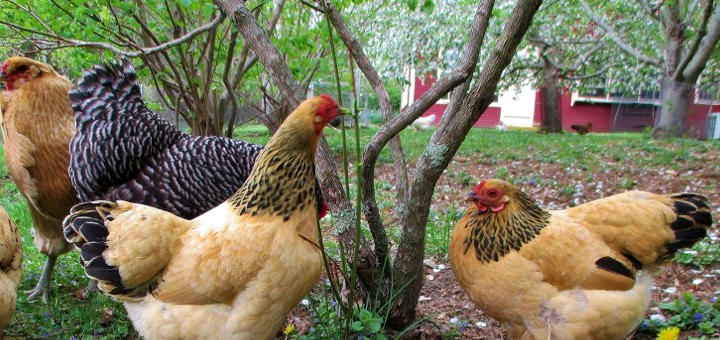 Élevage de poules pondeuses pour une plus grande autonomie alimentaire ?