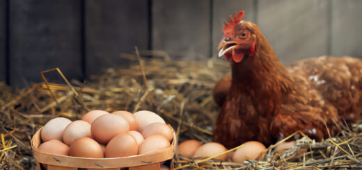 Est-ce qu'une poule peut pondre 320 oeufs par an ?